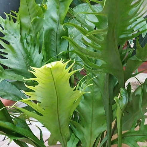 Microsorum